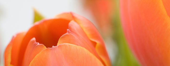 Kontakt - Sanal Schmidt, Zahnärzte, Mörfelden-Walldorf