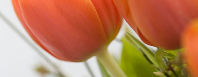 Vollnarkose - Sanal Schmidt, Zahnärzte, Mörfelden-Walldorf